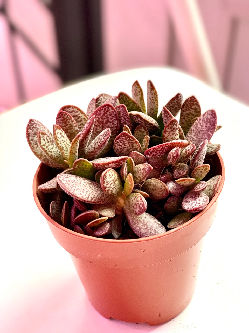 Адромискус Салико Хеартс (Adromischus Calico Hearts) D8,5см