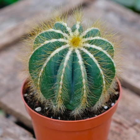 Нотокактус Магнификус (Notocactus Magnificus) D5см