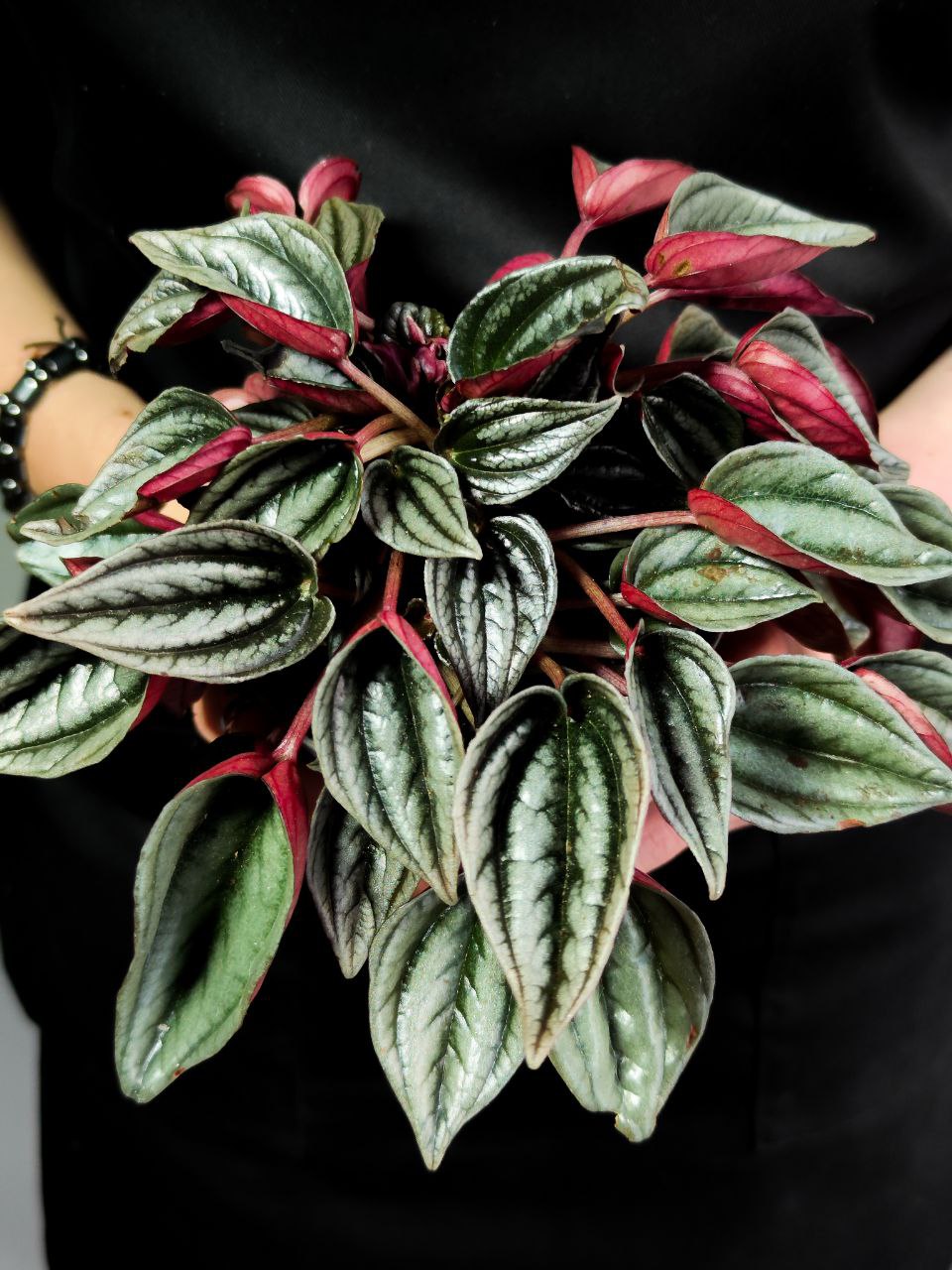 Пеперомия Россо (Peperomia Rosso) D11см