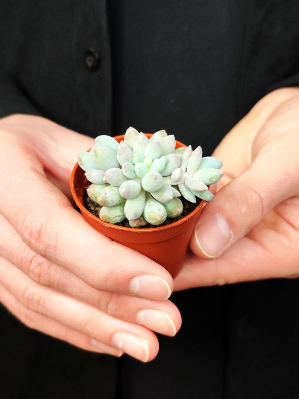 Пахифитум Мачуковый (Pachyphytum Machucae) D5см