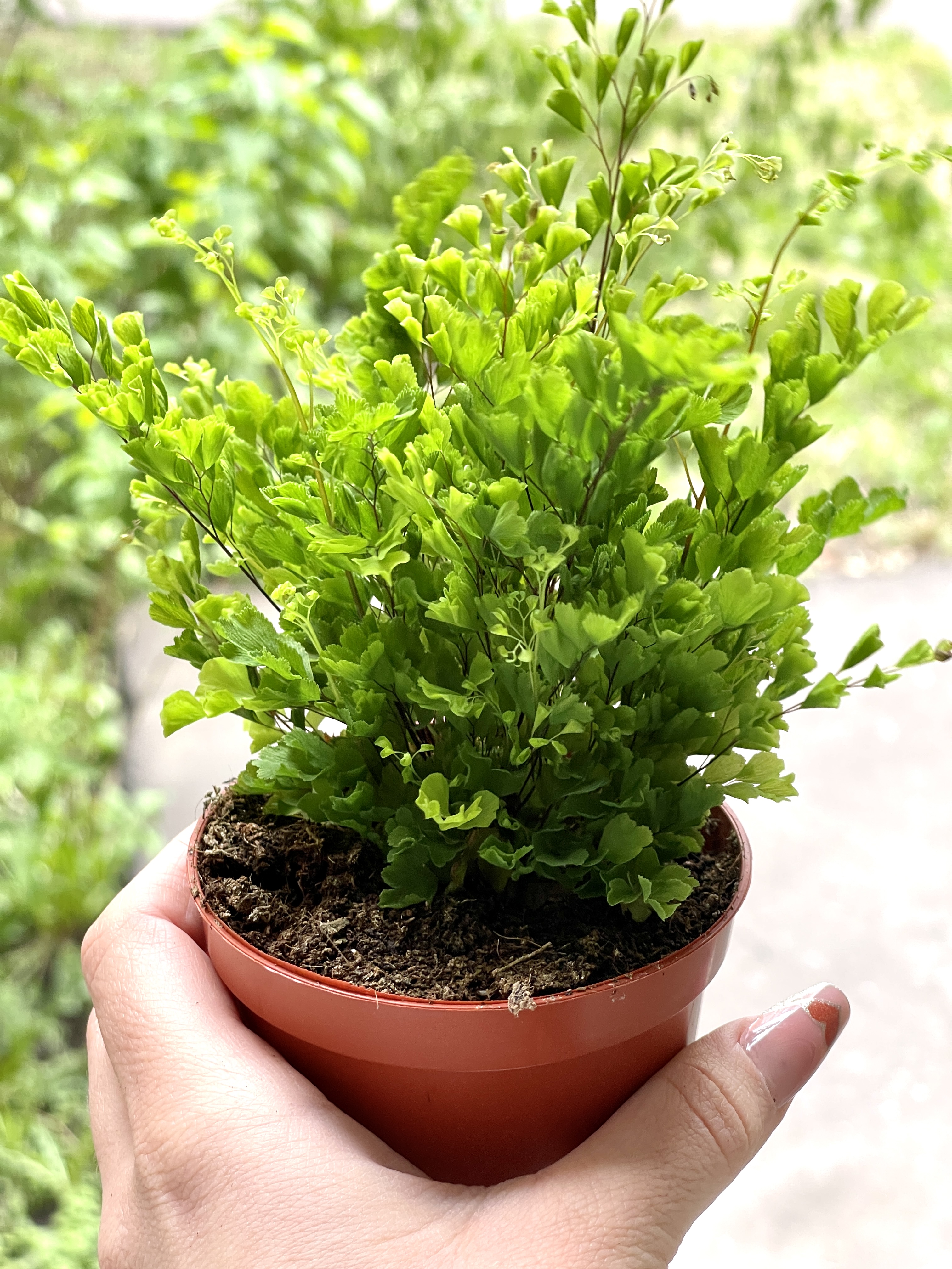 Адиантум Раддианум Лиза (Adiantum Raddianum Lisa) D8,5см