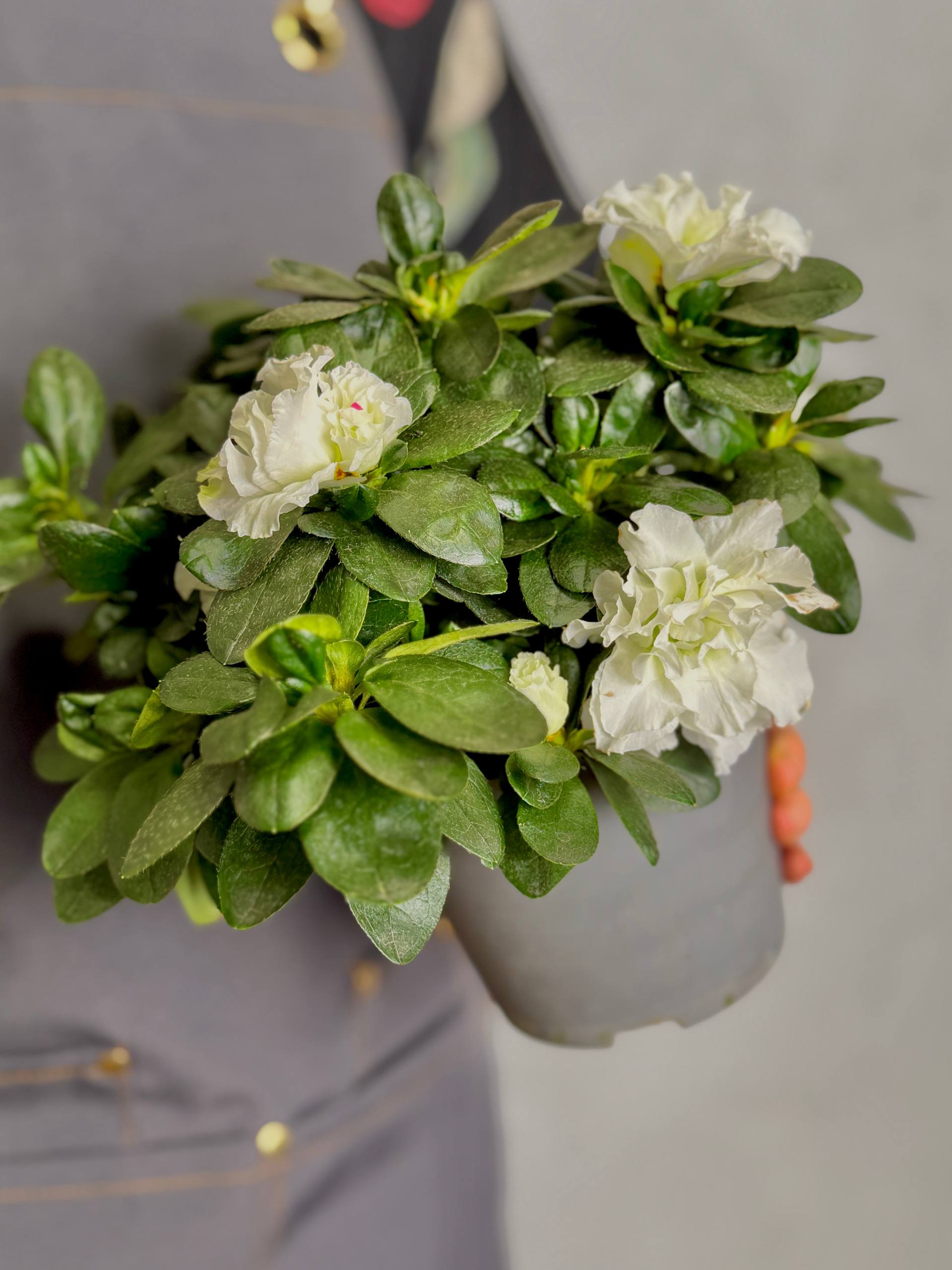 Азалия (Рододендрон) Индийская Белая (Azalea Indica White) D13см