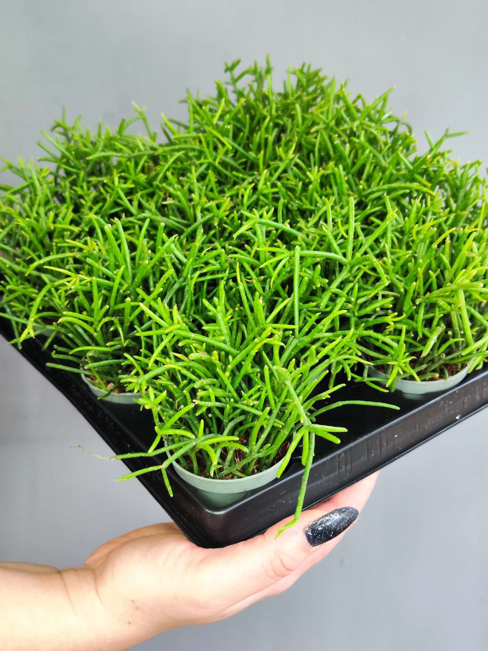 Рипсалис Кассута (Rhipsalis Cassutha) D5см
