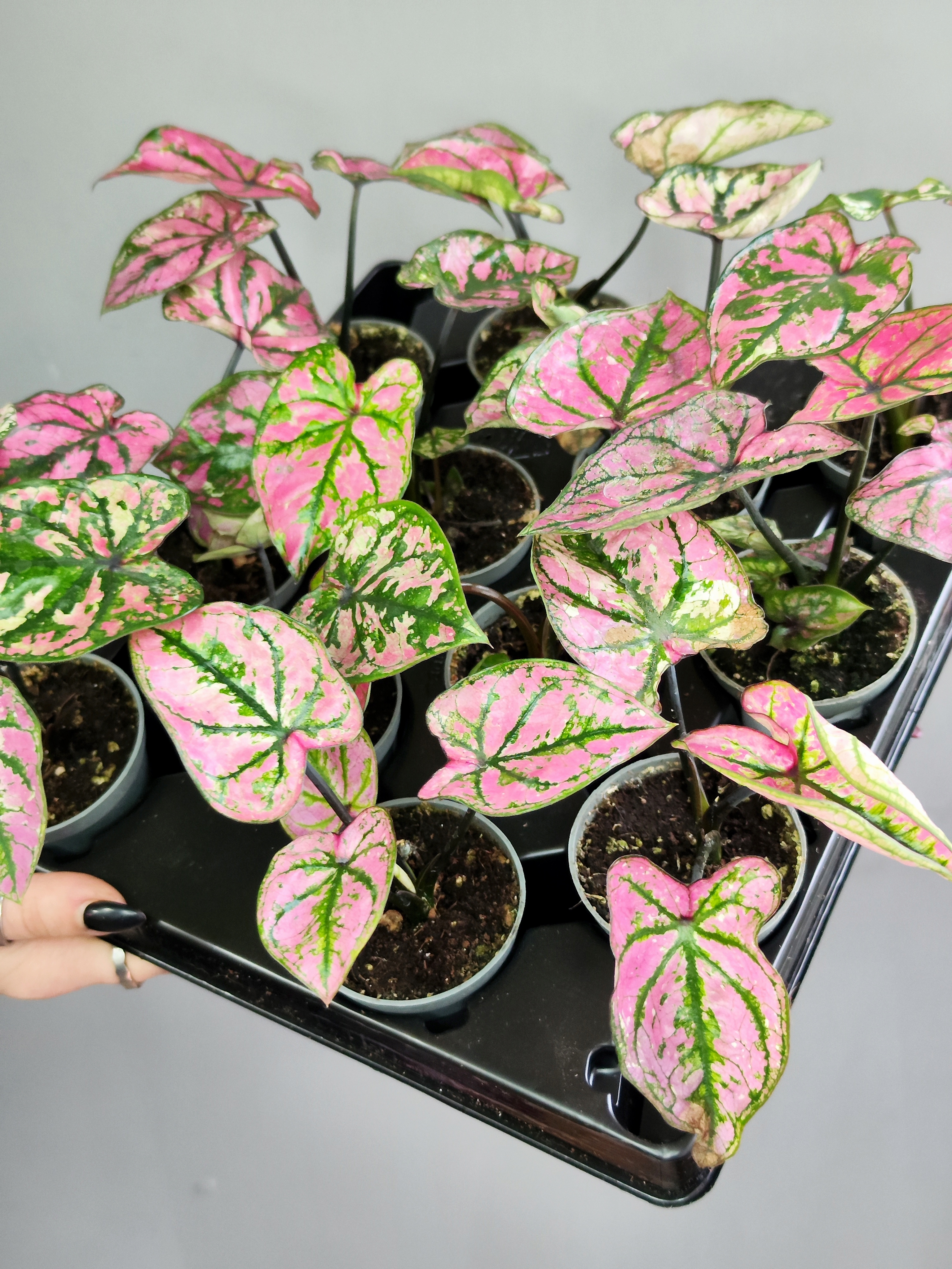 Каладиум Светло - Пурпурный (Caladium Purple Light) D6см