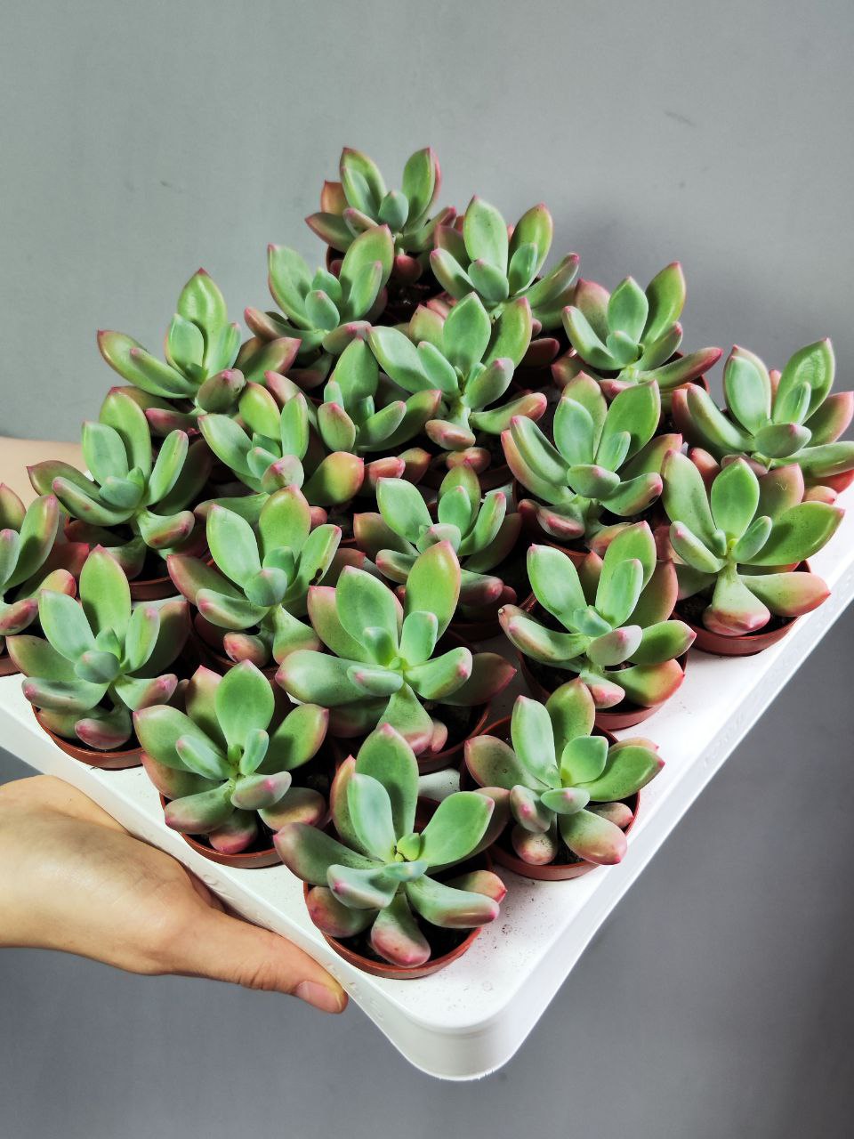 Пахиверия Опалина (Pachyveria Opalina) D5см