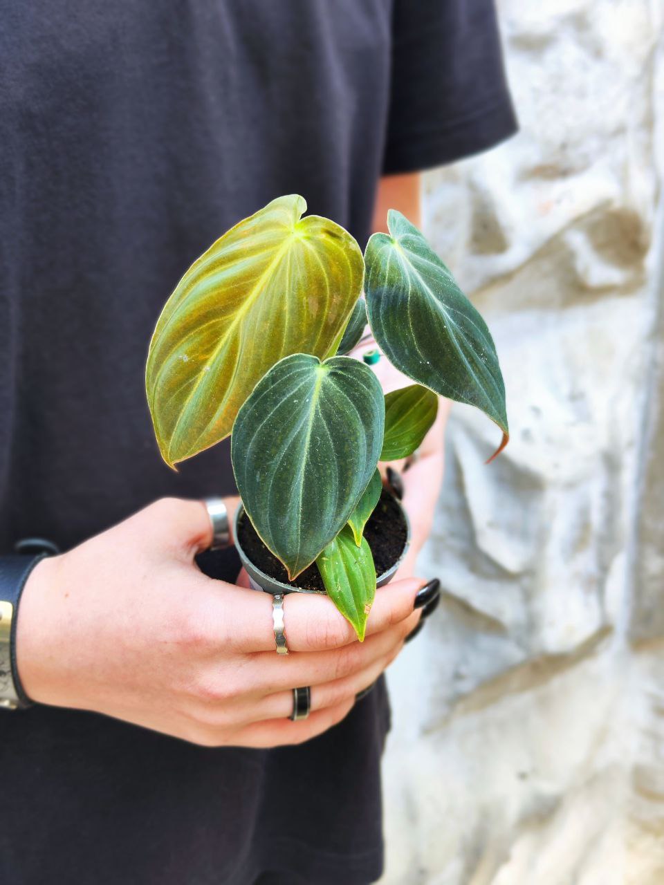 Филодендрон Меланохризум (Philodendron Melanochrysum) D6см