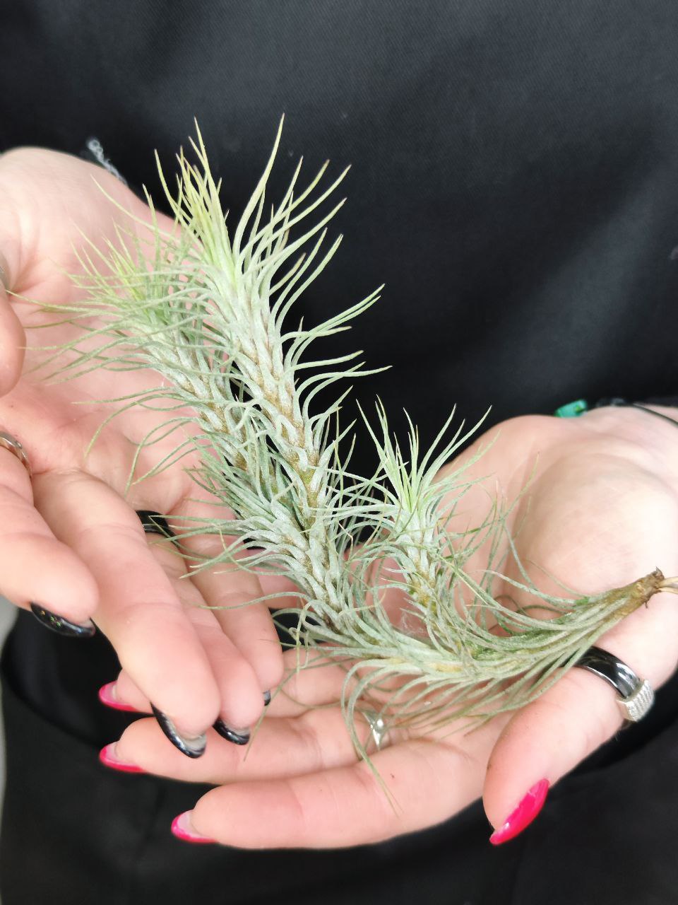 Тилландсия Фанкиана Груп (Tillandsia Funckiana Group)