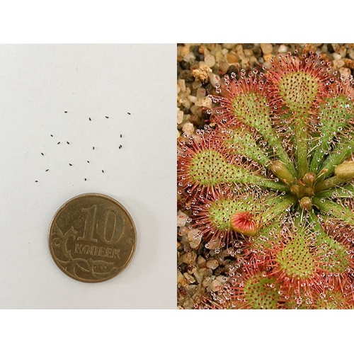Семена Росянки Спатулата (Drosera spatulata) 20 шт