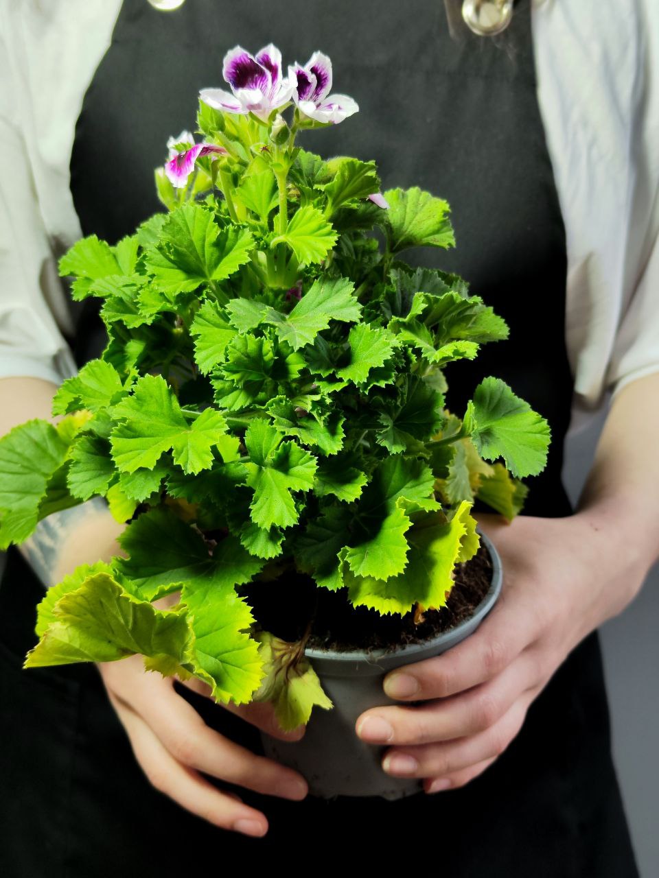 Герань, или Пеларгония Крупноцветковая (Pelargonium Grandiflorum) D12см