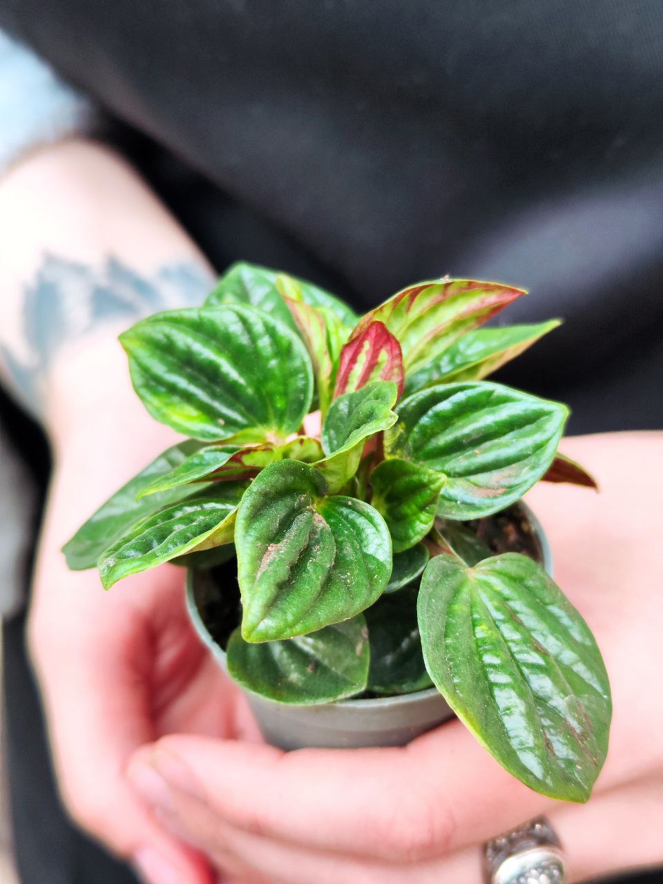 Пеперомия Амазоникас (Peperomia Amazonicas) D5см
