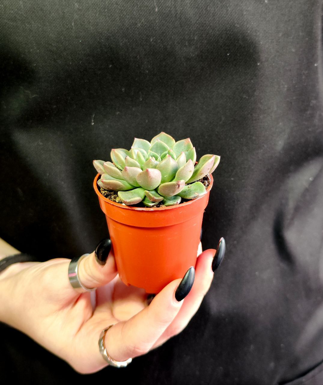 Граптопеталум Вега (Graptopetalum Vega) D5см