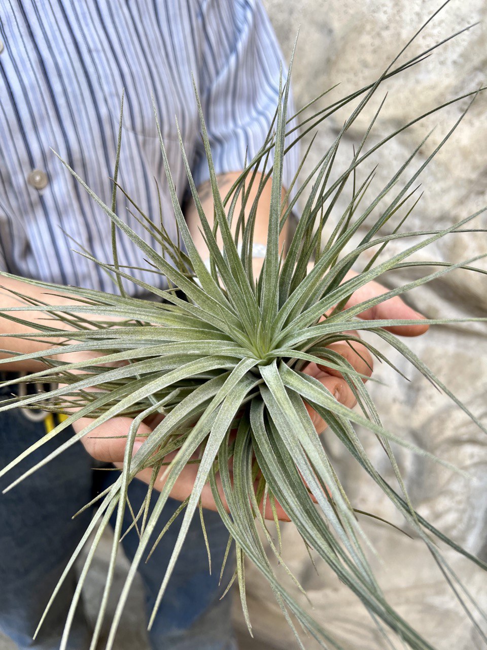 Тилландсия Хьюстон XL (Tillandsia Houston XL)