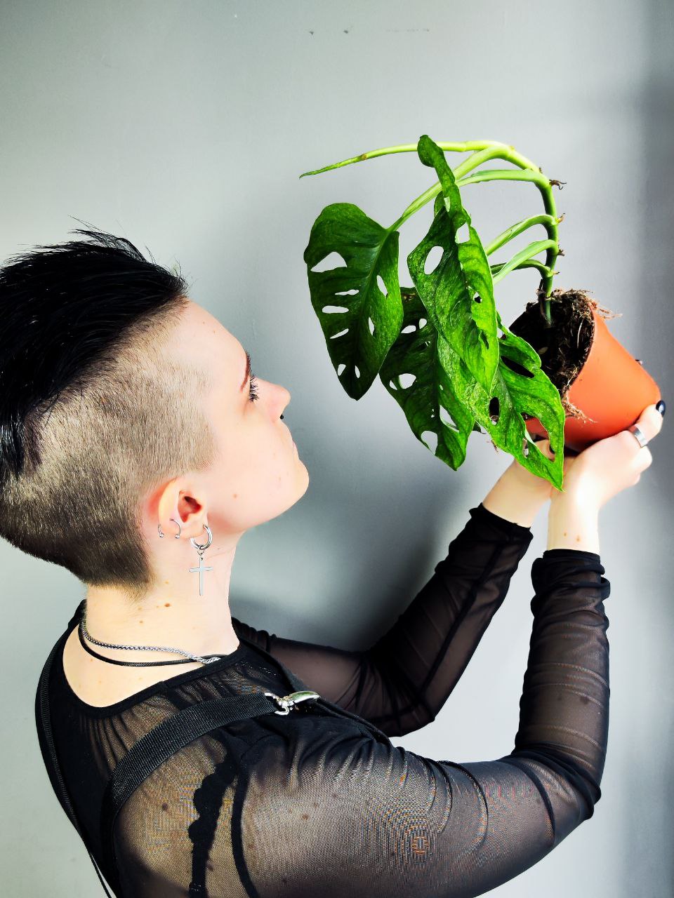 Монстера Адансона Вариегатная Минт (Monstera Adansonii Mint Variegated) D12см