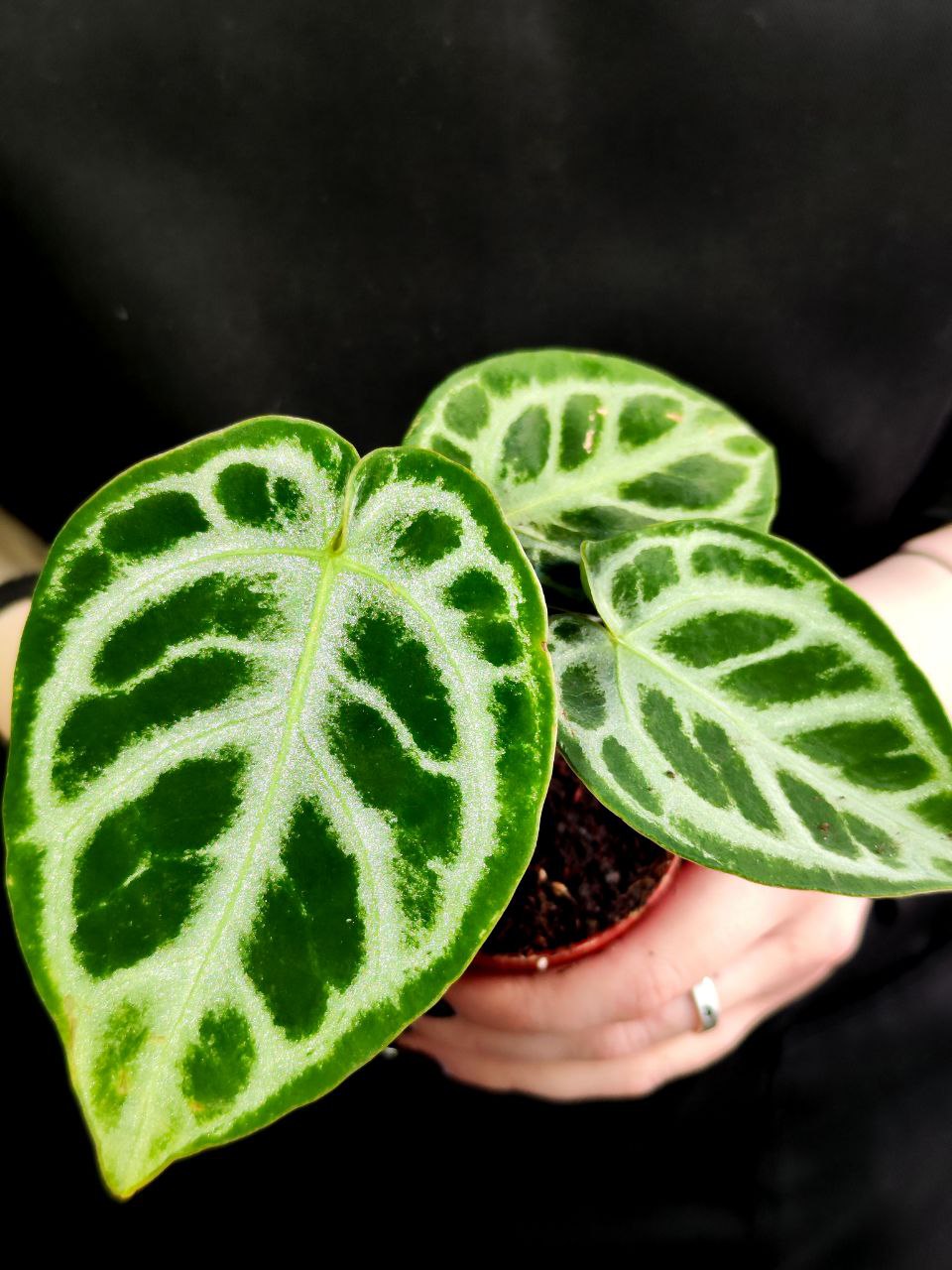 Антуриум Хрустальный, или Кристаллинум (Anthurium Crystallinum) D6см