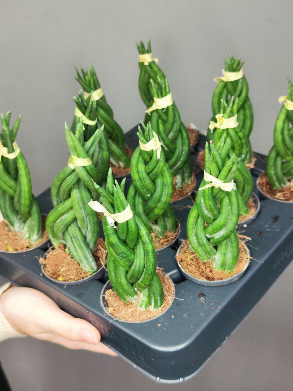 Сансевиерия Цилиндрическая Коса (Sansevieria Сylindrica Braid) D6см