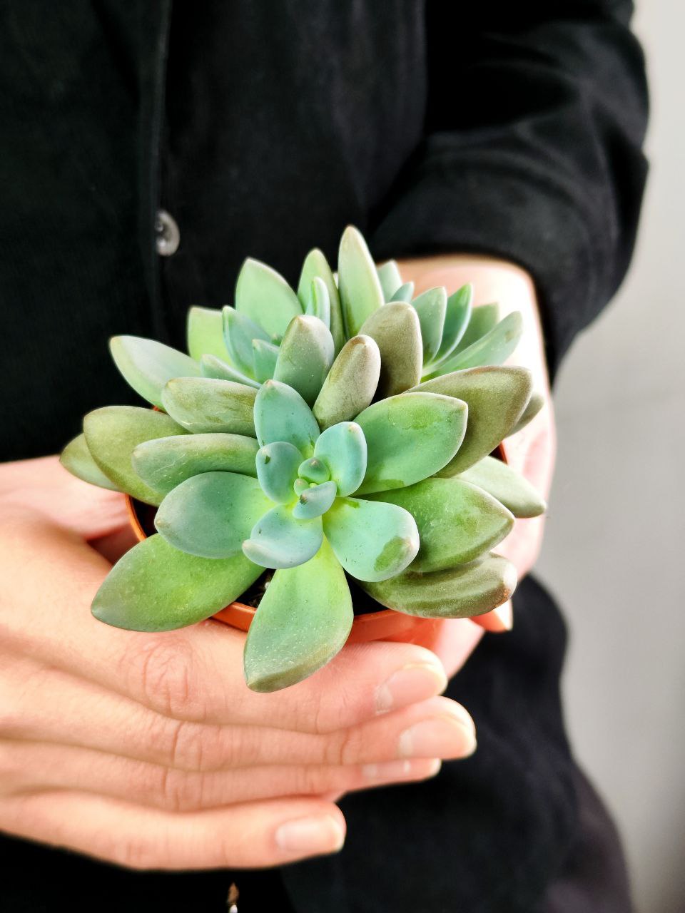 Пахифитум Брактеосум Фиткай (Pachyphytum Bracteosum Fitkai) D8,5см