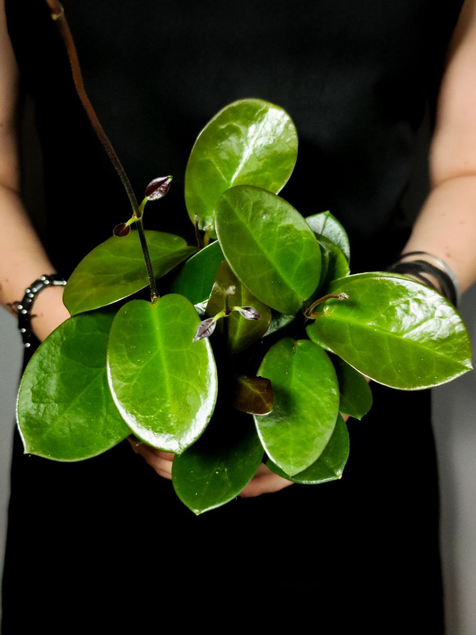 Хойя Южная Австралис (Hoya Carnosa Australis) D12см