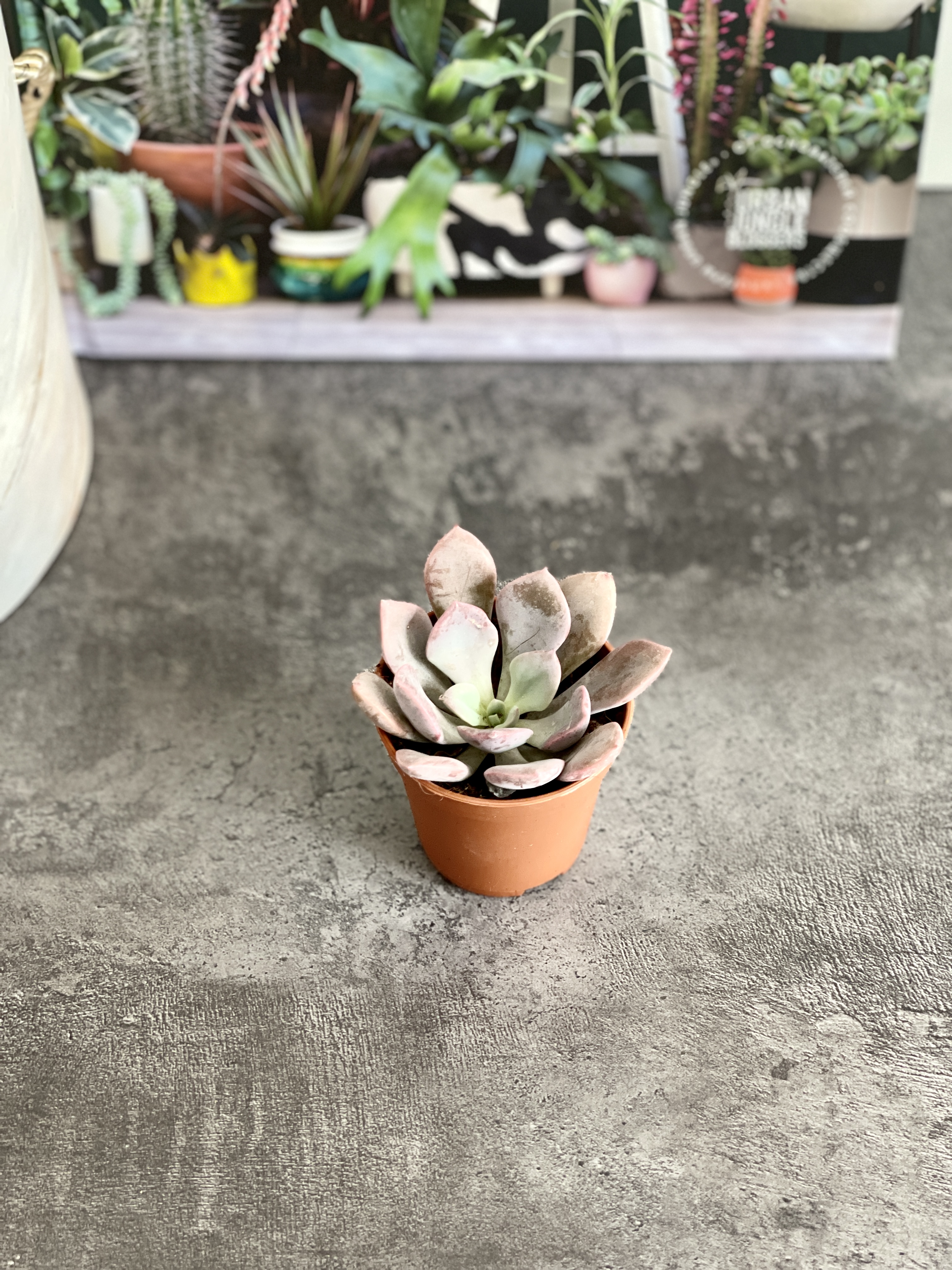 Эхеверия Металлика (Echeveria Metallica) D5см