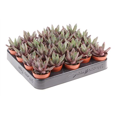Эхеверия Элегантная (Echeveria Elegant) D5см