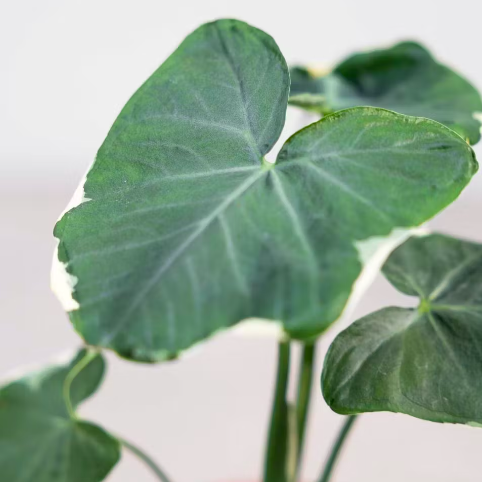 Алоказия Ксантозома Микки Маус (Alocasia Xanthosoma Mickey Mouse) D6см