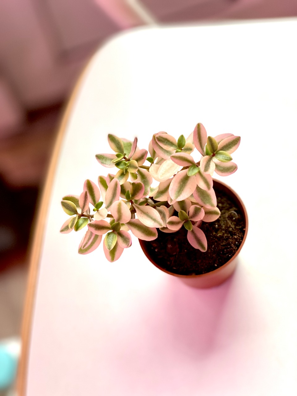 Крассула Капителла Розеа (Crassula Capitella Rosea) D5см