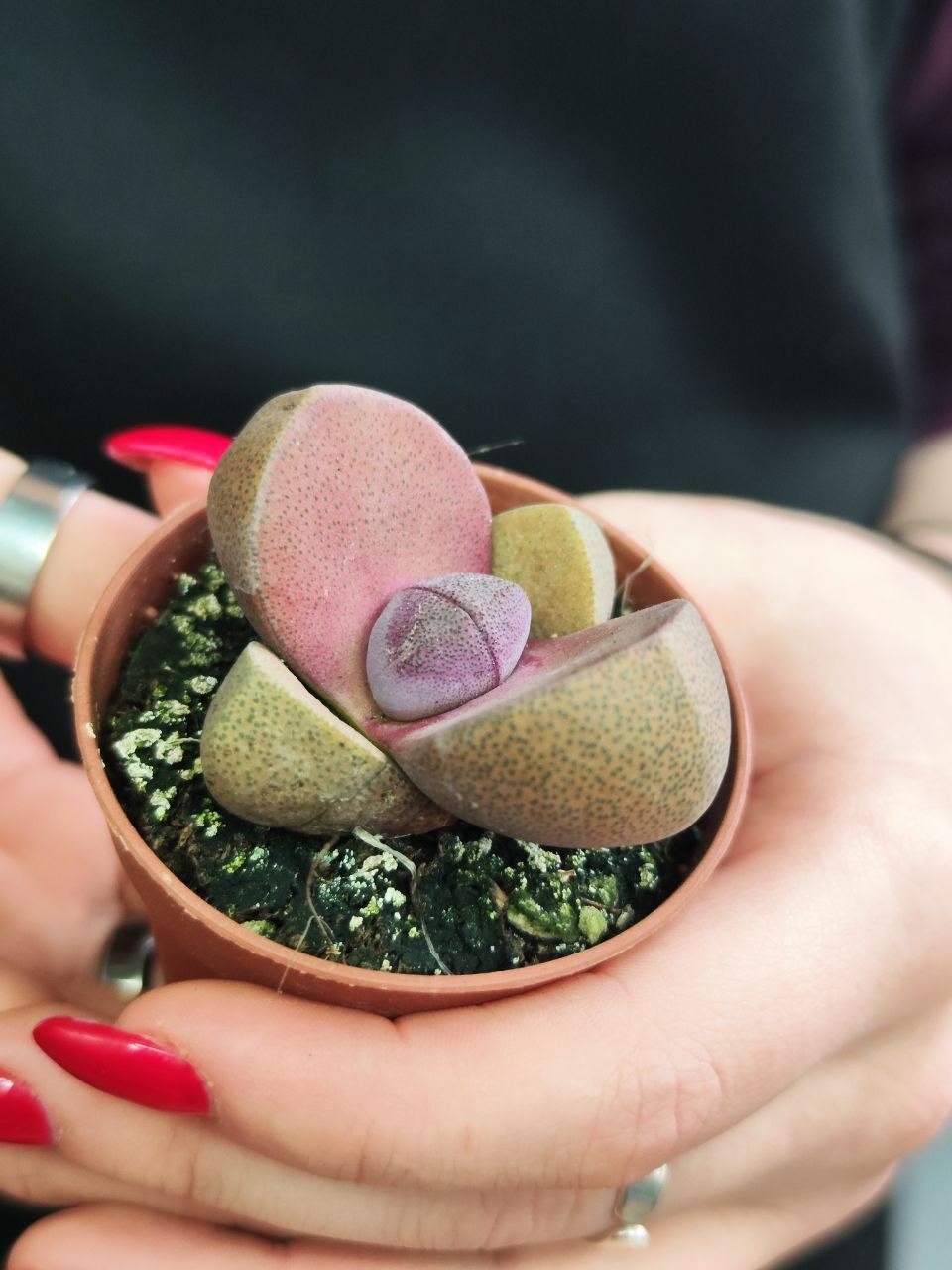 Плейоспилос Неля Рубра (Pleiospilos Nelii Rubra) D5см