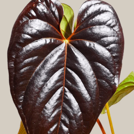 Антуриум Квин оф Хертс (Anthurium Queen Of Heart) D6см