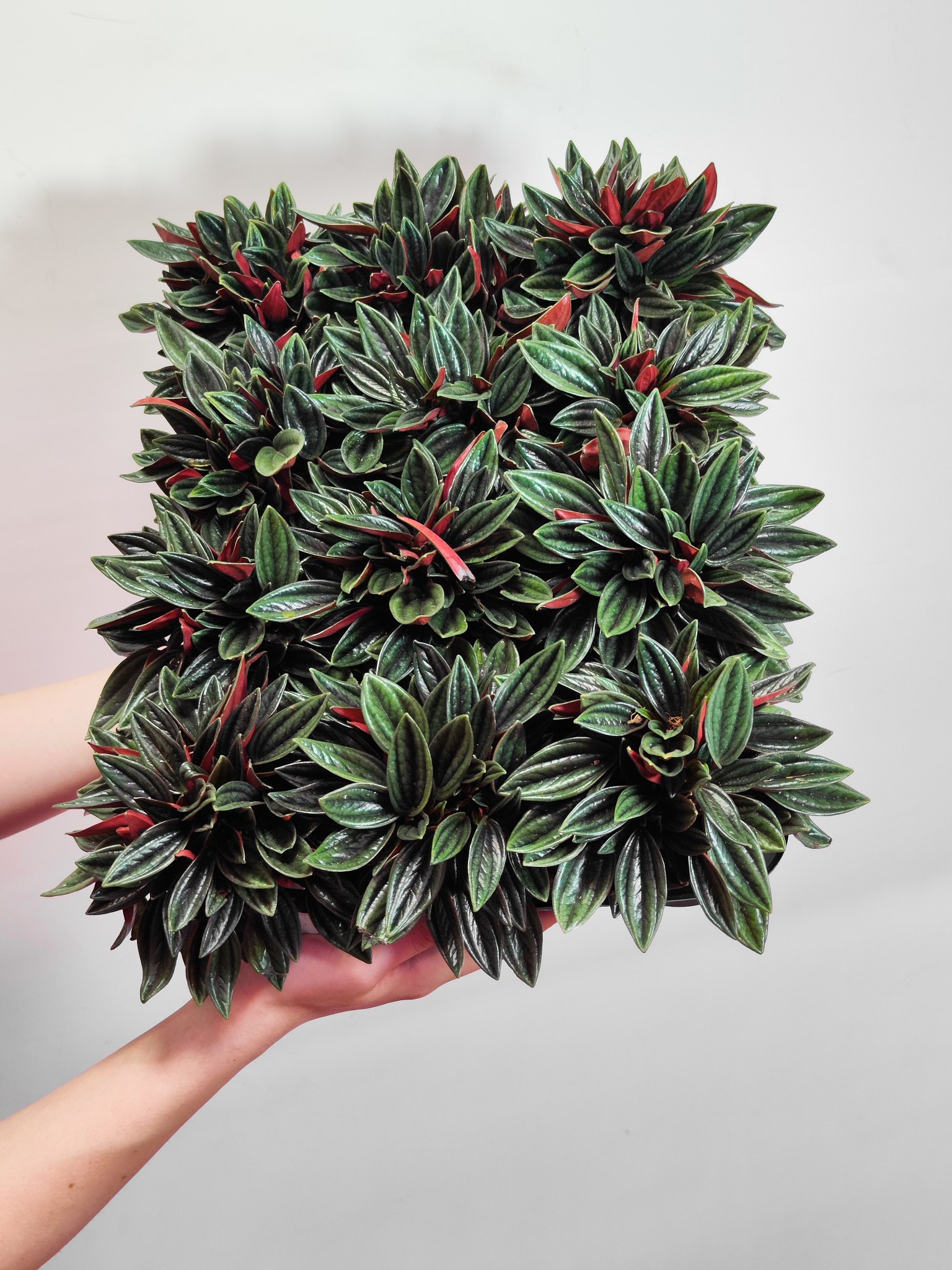 Пеперомия Россо (Peperomia Rosso) D7см