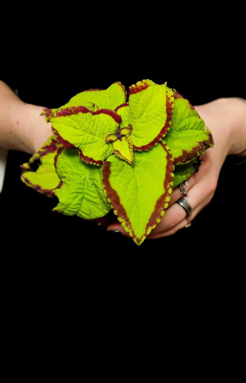Колеус "Кольца Сатурна" (Coleus Saturn's Rings) D6см