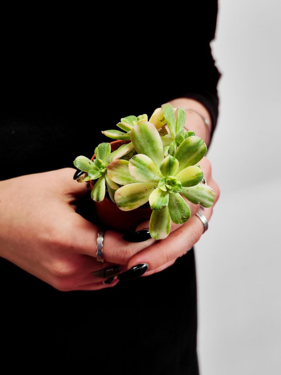Эониум Вариегатный (Aeonium Variagata) D5см
