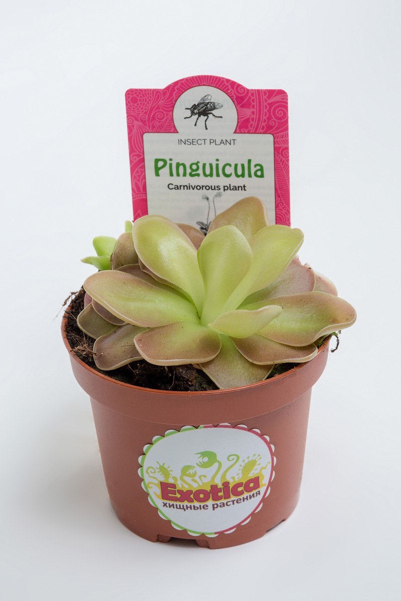 Жирянка Весера (Pinguicula Weser) D9см