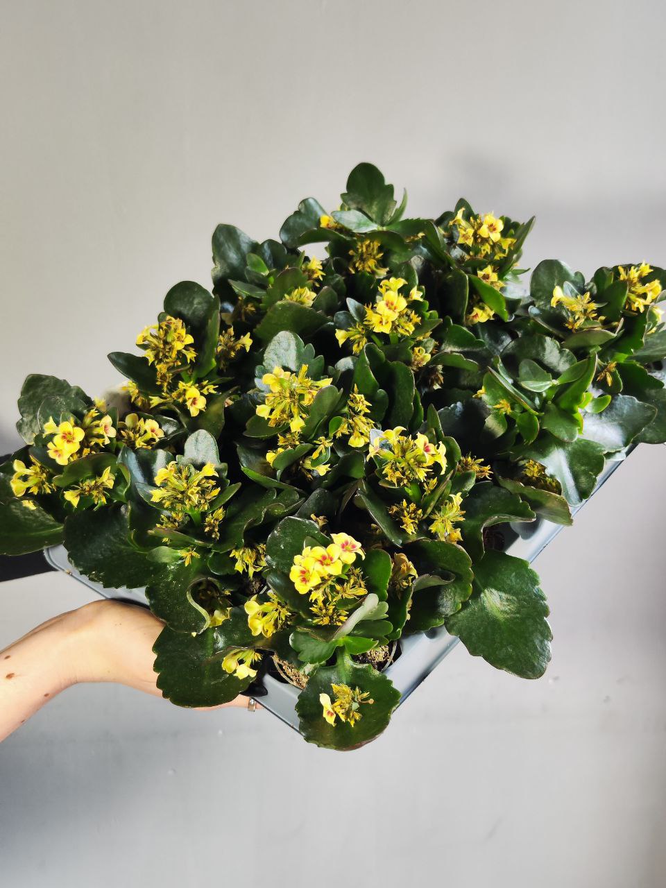 Каланхоэ Розалина (Kalanchoe Rosalina) D6см УЦЕНКА