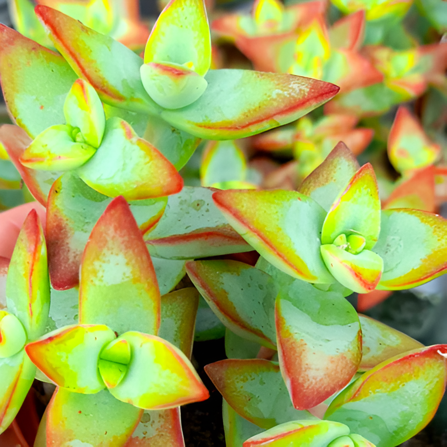 Крассула Перфората Красная (Crassula Perforata Hoshiotome) D5см