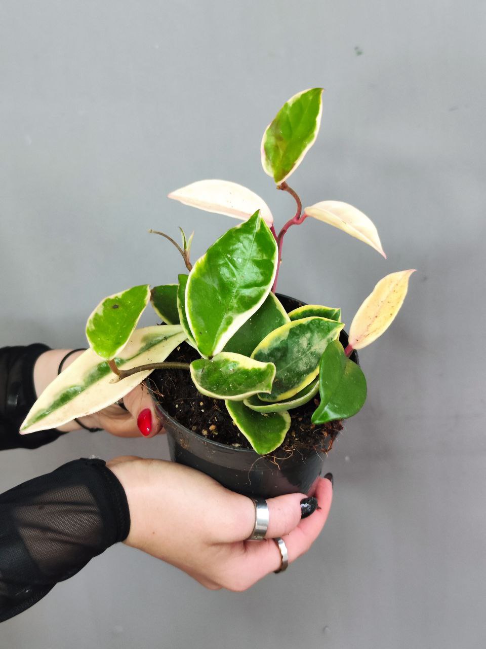Хойя Карноза Альбомаргината (Hoya Carnosa Albomarginata) D10см