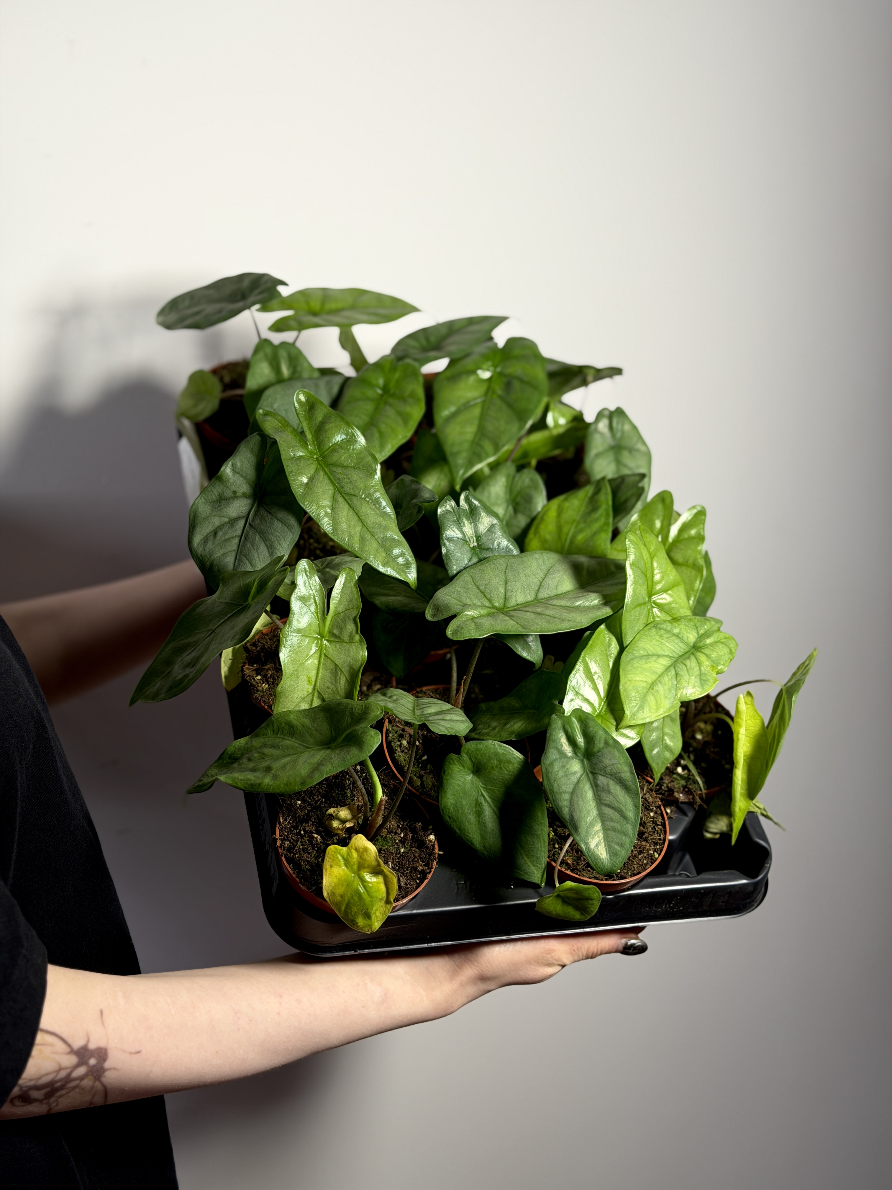 Алоказия Коразон (Alocasia Heterophylla Corazon) D8см