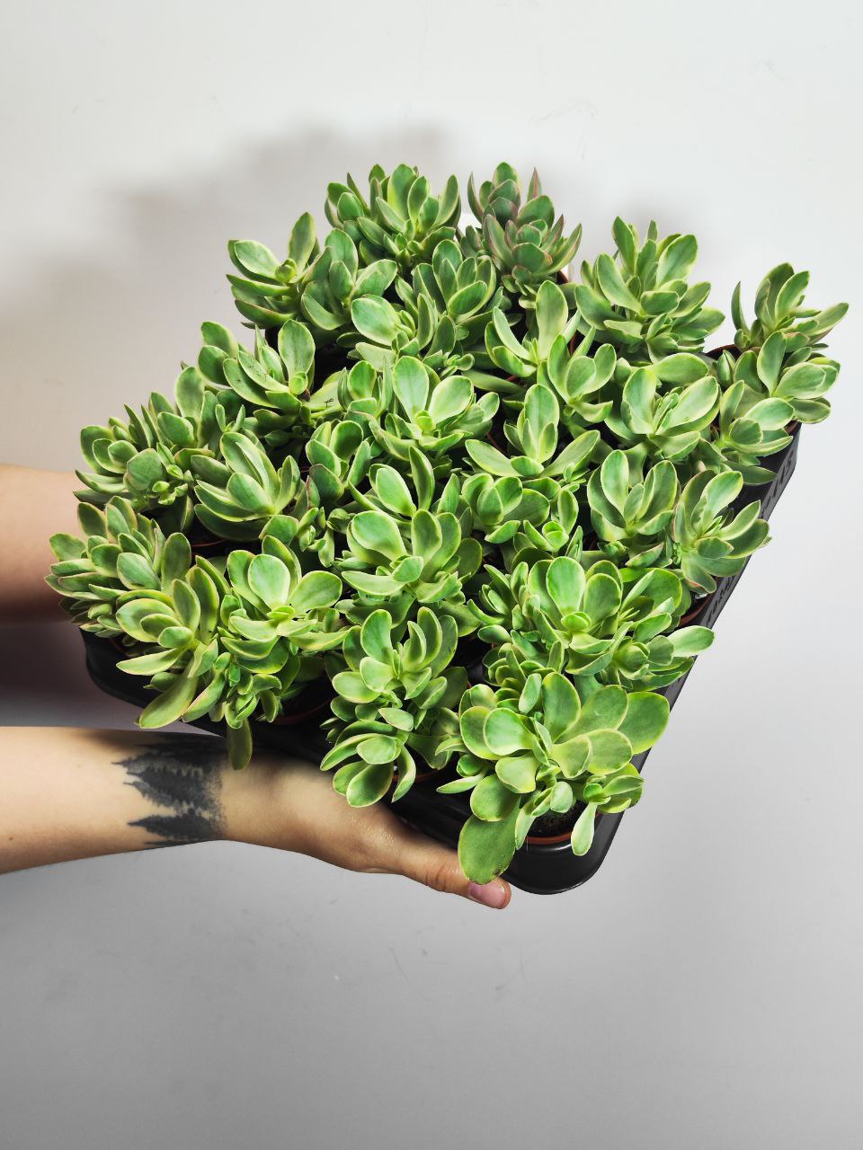 Крассула Мани Мейкер Грин (Crassula Moneymaker Varigated Green) D5см