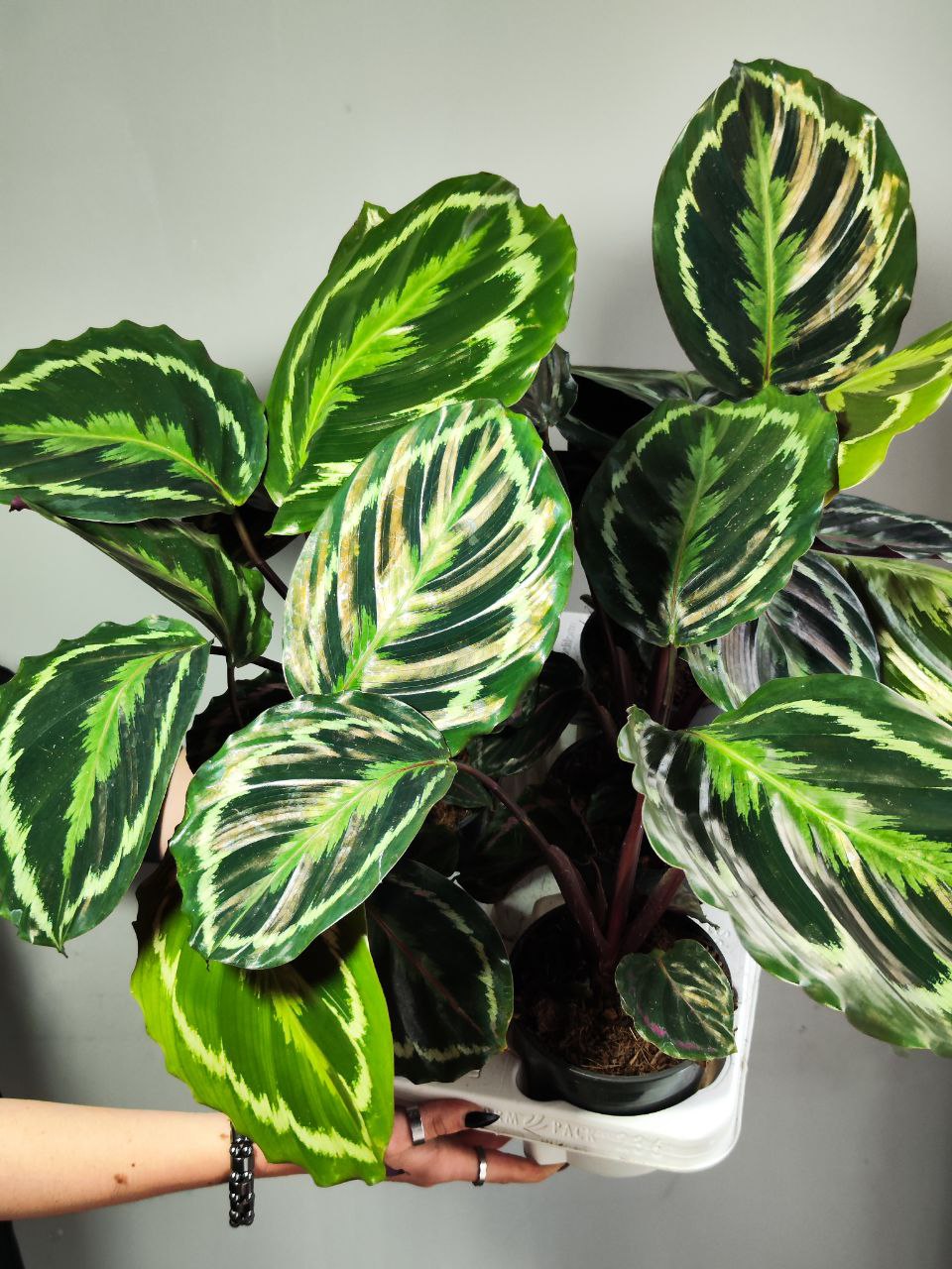 Калатея Медальон (Calathea Roseopicta Medallion) D12см