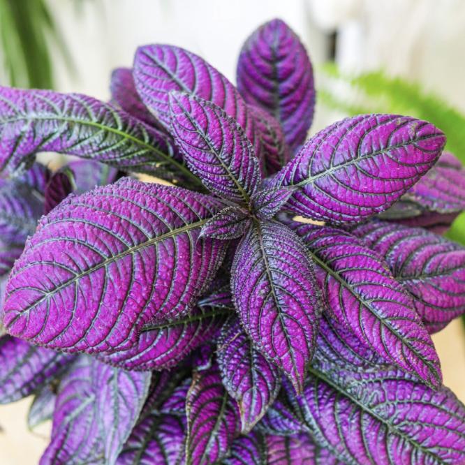 Стробилантес Дайера Металлика (Strobilanthes Metallica) D12см