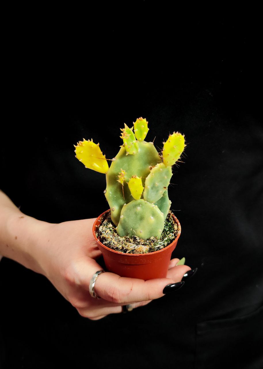 Опунция Крейзи Вайт (Opuntia Crazy White) D6см