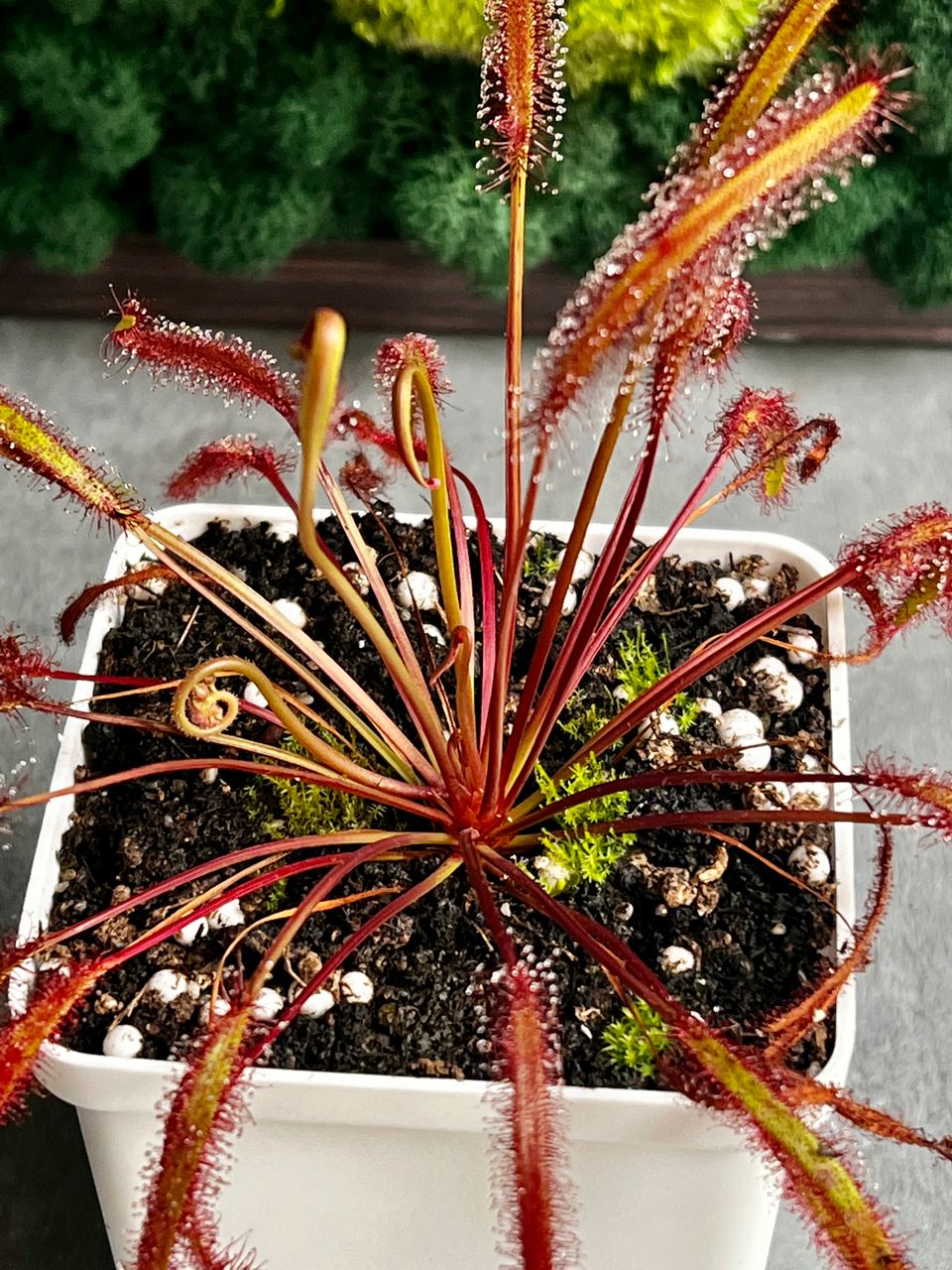 Росянка Капская Красная (Drosera Сapensis Red Leaf) D9см