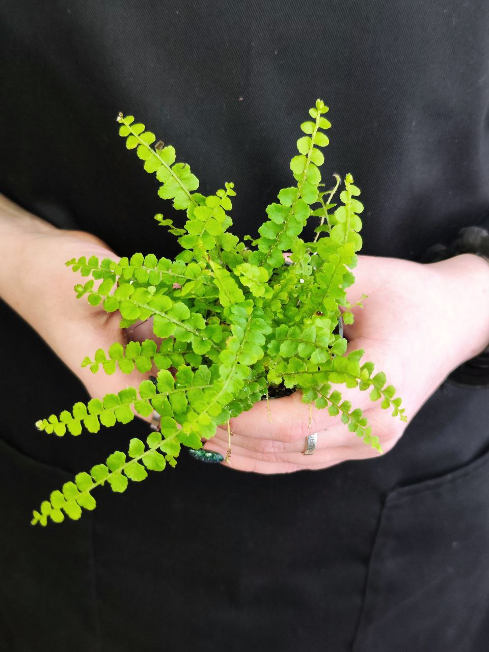 Нефролепис Даффи (Nephrolepis Exaltata Duffy) D6см