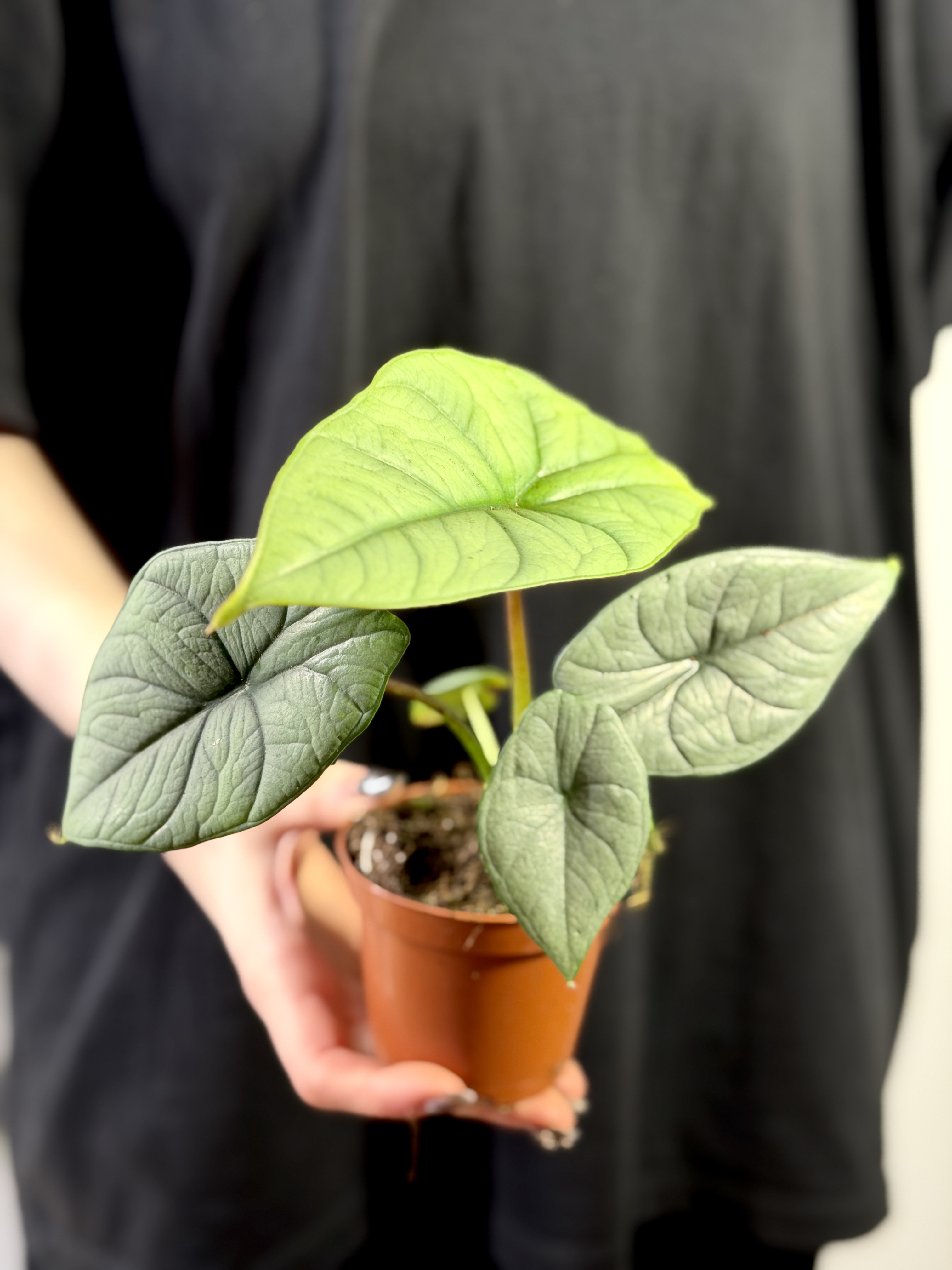 Алоказия Платинум (Alocasia Bisma Platinum) 8см