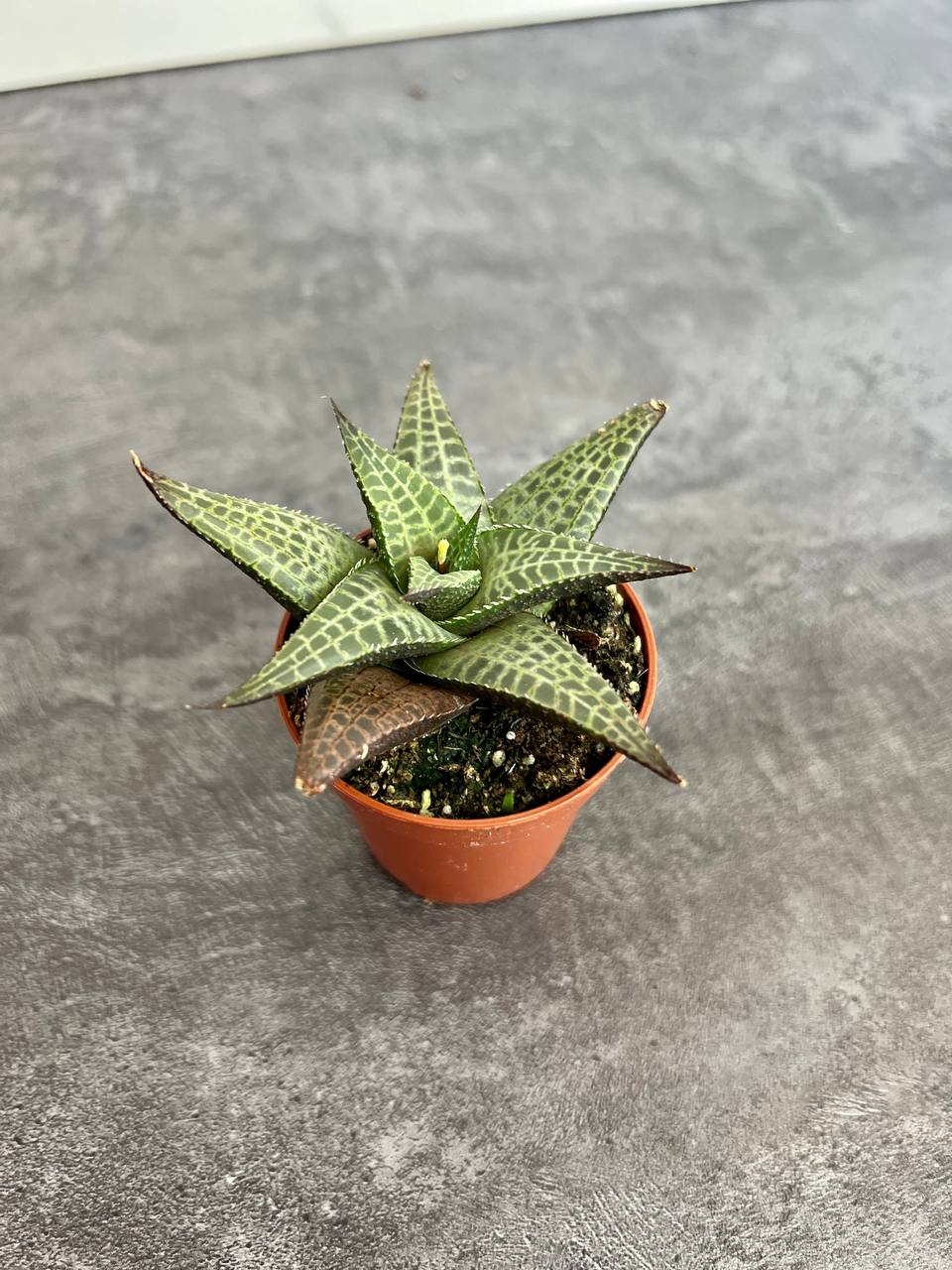Хавортия Тесселата, Шахматная (Haworthia Tesselata) D5см