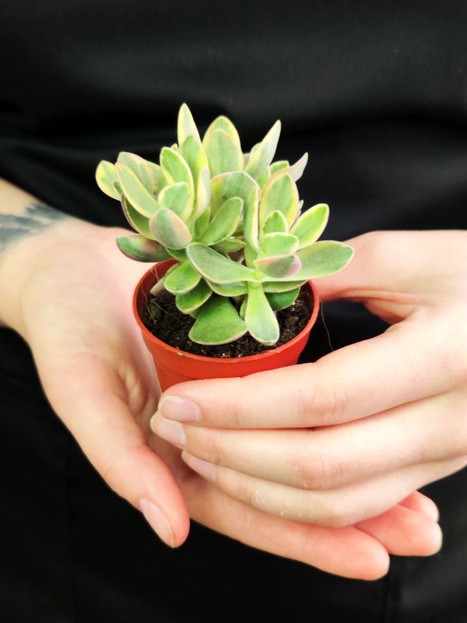 Крассула Овата Аргенти (Crassula Argentea) D5см