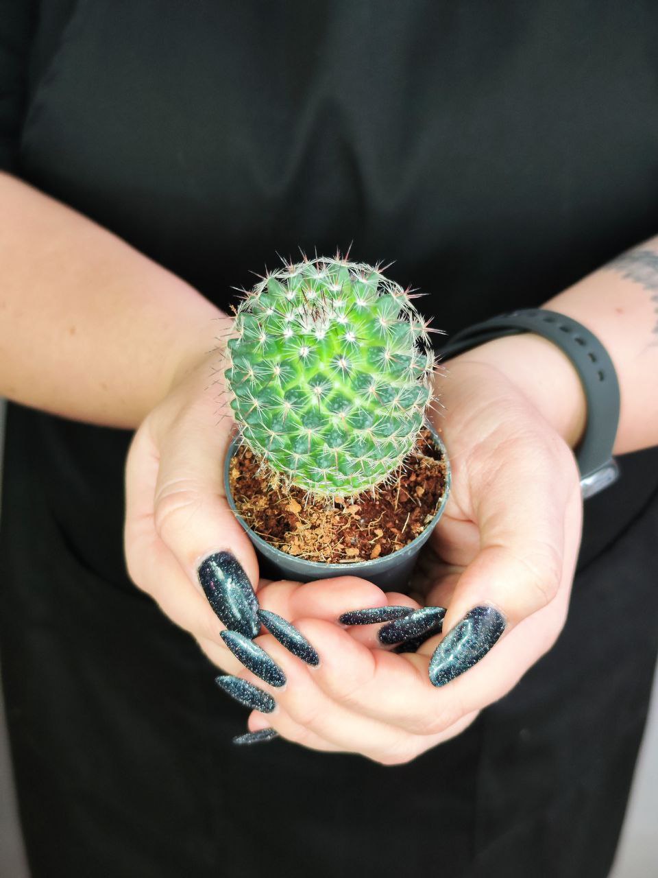 Маммиллярия Превосходная Одиночная (Mammillaria Perbella) D5см