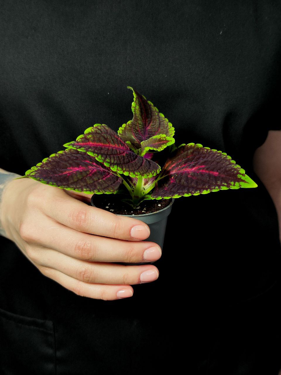 Колеус Спейскейк (Coleus Spacecake) D6см