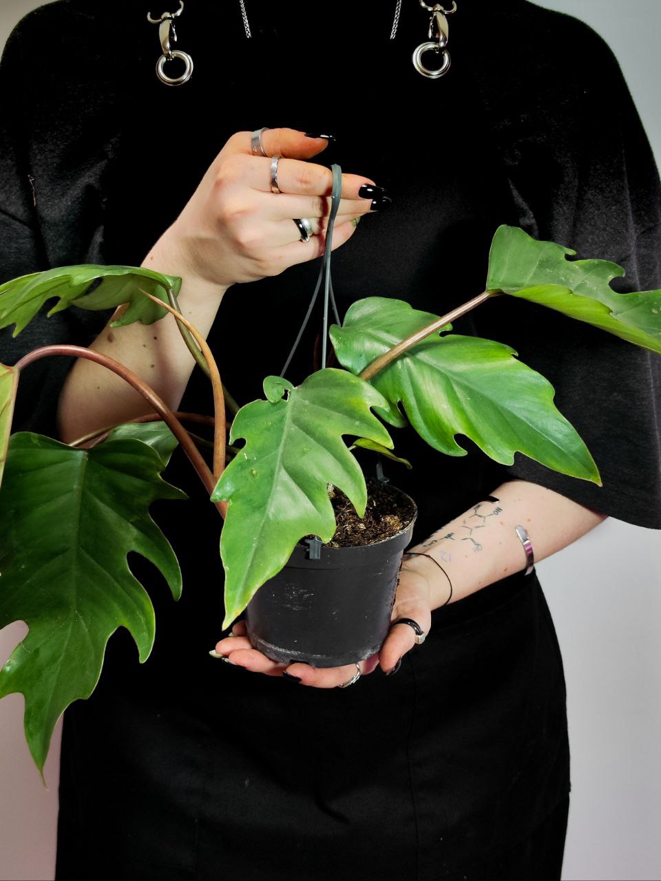 Филодендрон Майо (Philodendron Mayoi) D12см
