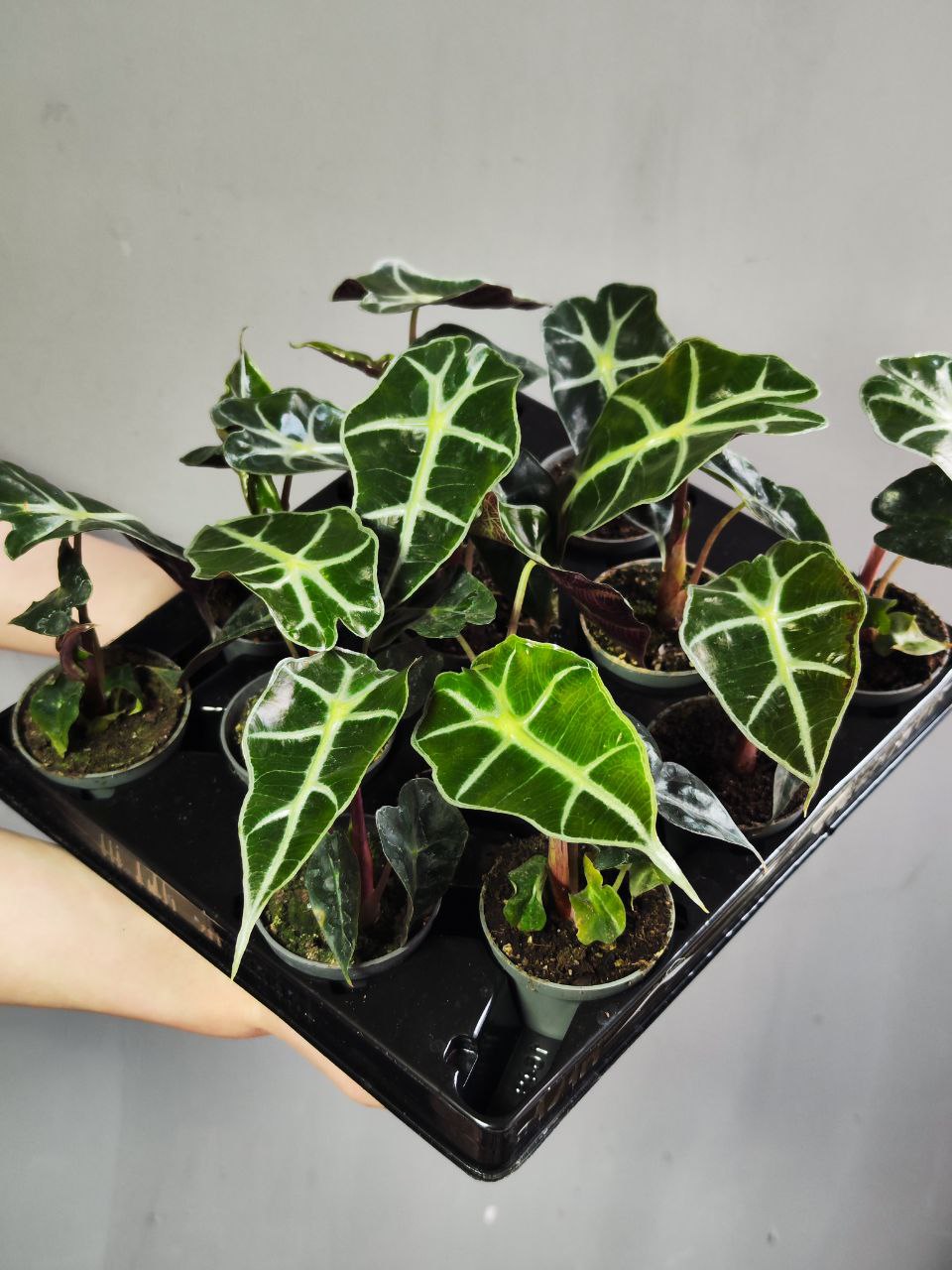Алоказия Амазоника Дворф (Alocasia Amazonica Dwarf) D6см
