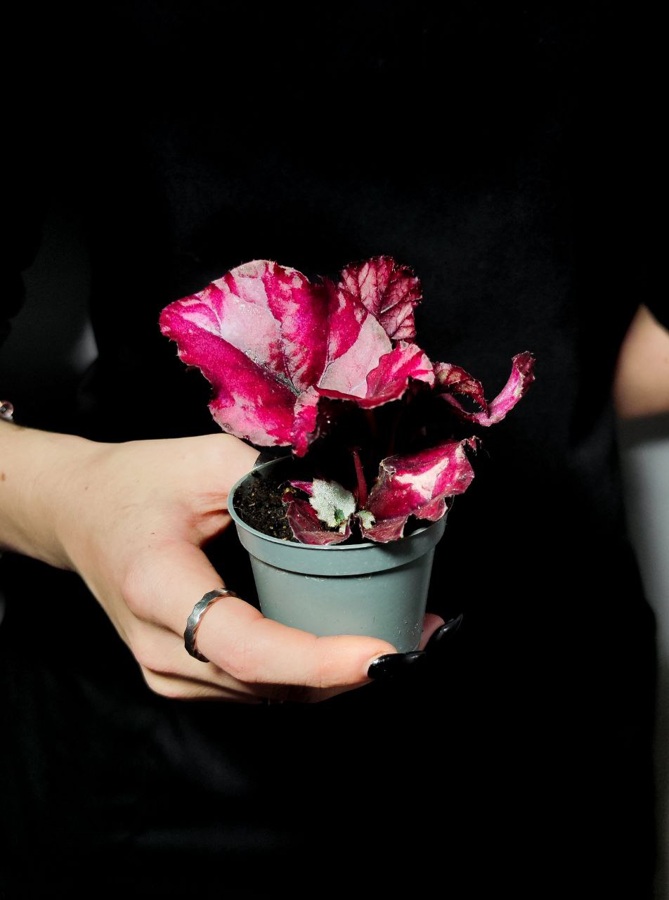Бегония Красная (Begonia Red) D6см