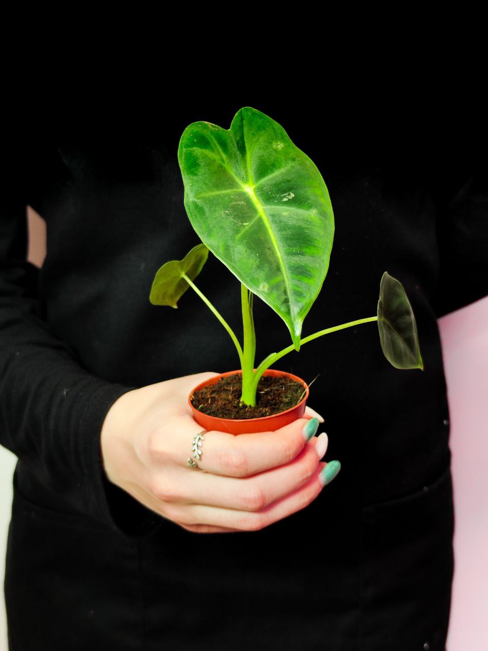 Алоказия Мишольца Фрайдек (Alocasia Frydek) D6см